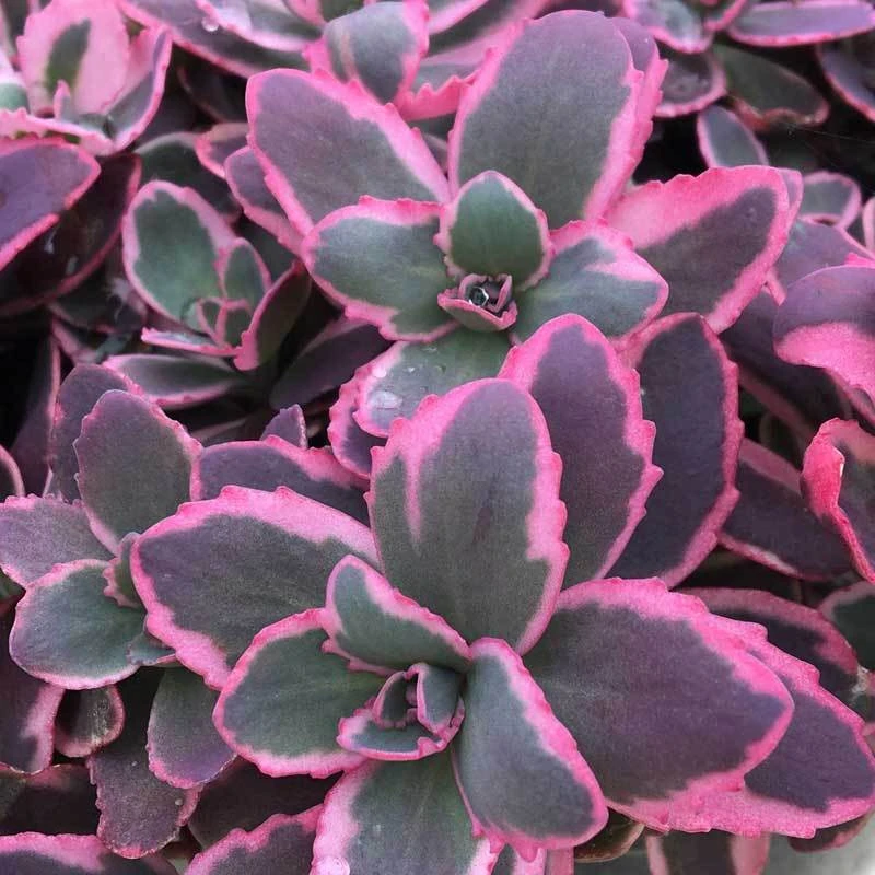 Sunsparkler® 'Dream Dazzler' Stonecrop 3 Sunsparkler® 'Dream Dazzler' Stonecrop