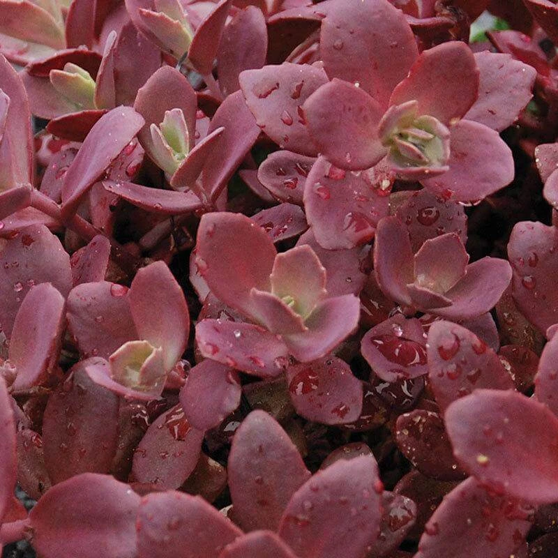 Sunsparkler® 'Firecracker' Stonecrop 5 Sunsparkler® 'Firecracker' Stonecrop - Image 3