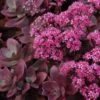 Sunsparkler® 'Firecracker' Stonecrop 1 Sunsparkler® 'Firecracker' Stonecrop -Plant Series sedum sunsparkler firecracker 4 sw