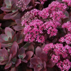 Succulent Ground Cover Collection -Plant Series sedum sunsparkler firecracker 4 354983d6 59f2 404c ada2 2bc66c5bfa58