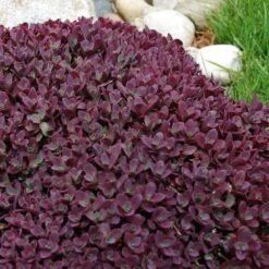 Sunsparkler® 'Firecracker' Stonecrop 10 Sunsparkler® 'Firecracker' Stonecrop -Plant Series sedum sunsparkler firecracker 5 sw