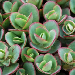 Succulent Ground Cover Collection -Plant Series sedum sunsparkler lime zinger 1 e98f64a9 9f27 4845 88d4 fe977e07d1f5