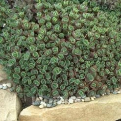 Sunsparkler® 'Lime Zinger' Stonecrop -Plant Series sedum sunsparkler lime zinger 2 sw