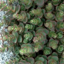 Sunsparkler® 'Lime Zinger' Stonecrop -Plant Series sedum sunsparkler lime zinger 3 sw