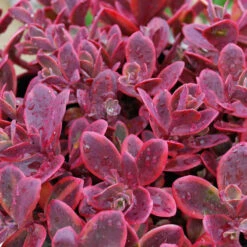 Succulent Ground Cover Collection -Plant Series sedum sunsparkler wildfire 1 f712ca45 3a6a 40e2 aa53 90efe1dd2787