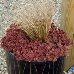 Sunsparkler® 'Wildfire' Stonecrop -Plant Series sedum sunsparkler wildfire 2