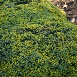 Rock 'N Low 'Yellow Brick Road' Stonecrop -Plant Series sedum yellow brick road 1