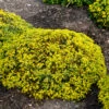 Rock 'N Low 'Yellow Brick Road' Stonecrop -Plant Series sedum yellow brick road 2