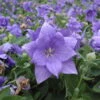 Semi-Double Blue Balloon Flower 2 Semi-Double Blue Balloon Flower -Plant Series semi double blue balloon flower