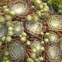 Hens & Chicks Collection -Plant Series sempervivum arachnoideum cobweb 2