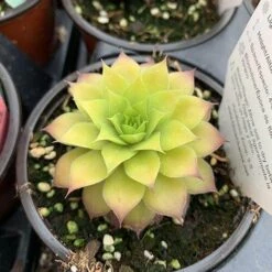 Chick Charms® 'Gold Nugget' Hens & Chicks