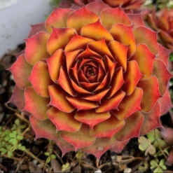 Hens & Chicks Collection -Plant Series sempervivum chick charms gold nugget 2