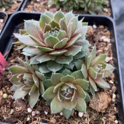 Hens & Chicks Collection -Plant Series sempervivum commander hay 1
