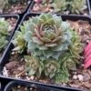 'Commander Hay' Hens & Chicks -Plant Series sempervivum commander hay 2 P sw