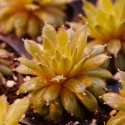 'Jade Rose' Hens & Chicks -Plant Series sempervivum jade rose 2