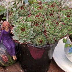 Hens & Chicks Collection -Plant Series sempervivum mrs giuseppi 1