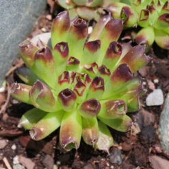 'Oddity' Hens & Chicks -Plant Series sempervivum oddity 4