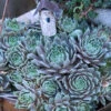 'Pacific Blue Ice' Hens & Chicks -Plant Series sempervivum pacific blue ice 1