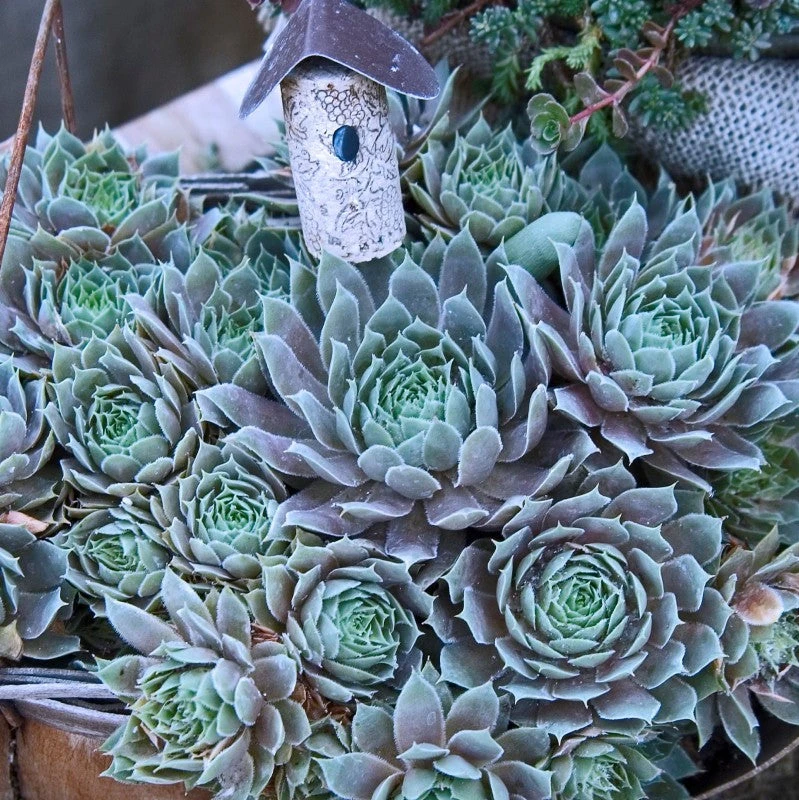 'Pacific Blue Ice' Hens & Chicks 3 'Pacific Blue Ice' Hens & Chicks