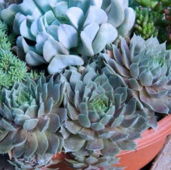 'Pacific Blue Ice' Hens & Chicks 7 'Pacific Blue Ice' Hens & Chicks -Plant Series sempervivum pacific blue ice 2