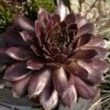 'Pacific Devil's Food' Hens & Chicks -Plant Series sempervivum pacific devils food hen and chick 1