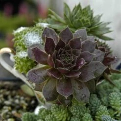 'Pacific Devil's Food' Hens & Chicks 7 'Pacific Devil's Food' Hens & Chicks -Plant Series sempervivum pacific devils food hen and chick 3