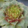'Red Rubin' Hens & Chicks -Plant Series sempervivum red rubin 1