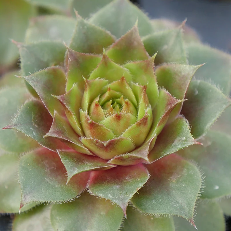 'Red Rubin' Hens & Chicks 3 'Red Rubin' Hens & Chicks