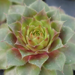 Hens & Chicks Collection -Plant Series sempervivum red rubin 1 ff28a4c0 33e6 40f2 bf64 eaa93507f37b
