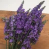 Sensational!® Lavender -Plant Series sensational lavender