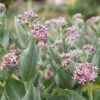 Showy Milkweed -Plant Series showy milkweed 1