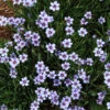'Lucerne' Blue-Eyed Grass 2 'Lucerne' Blue-Eyed Grass -Plant Series sisyrinchium lucerne 2