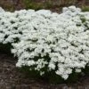 Snowsation™ Evergreen Candytuft (Iberis) 2 Snowsation™ Evergreen Candytuft (Iberis) -Plant Series snowsation iberis 02