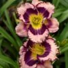 Rainbow Rhythm® 'Sound Of My Heart' Daylily -Plant Series sound of my heart daylily 2