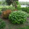 Glow Girl® Birchleaf Spirea -Plant Series spiraea betulifolia glow girl 1 sw