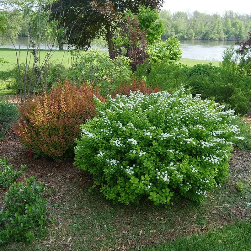 Glow Girl® Birchleaf Spirea 3 Glow Girl® Birchleaf Spirea