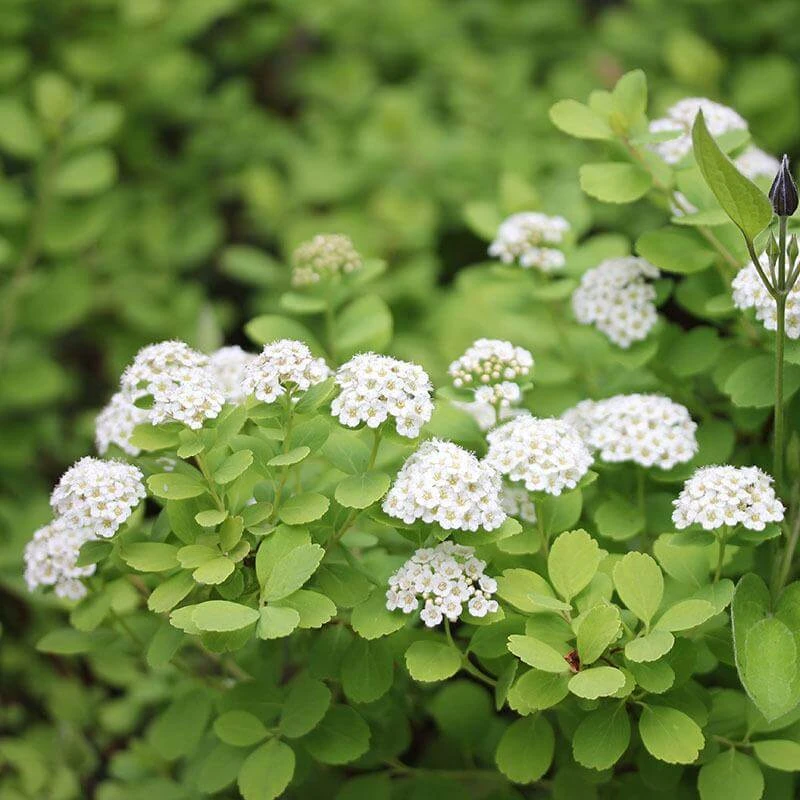 Glow Girl® Birchleaf Spirea 4 Glow Girl® Birchleaf Spirea - Image 2