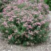 Double Play® Artisan® Spirea 1 Double Play® Artisan® Spirea -Plant Series spiraea double play artisan 1 sw