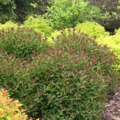 Double Play® Artisan® Spirea -Plant Series spiraea double play artisan 3 sw