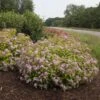 Double Play Big Bang® Spirea -Plant Series spiraea double play big bang 1 sw