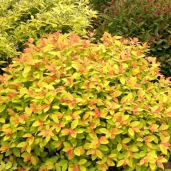 Double Play Big Bang® Spirea 8 Double Play Big Bang® Spirea -Plant Series spiraea double play big bang 2 sw