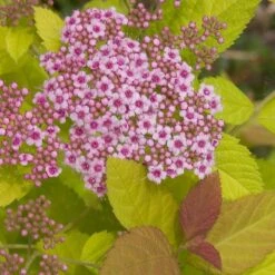 Double Play Big Bang® Spirea 9 Double Play Big Bang® Spirea -Plant Series spiraea double play big bang 3 sw