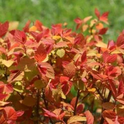 Double Play Big Bang® Spirea 10 Double Play Big Bang® Spirea -Plant Series spiraea double play big bang 4 sw