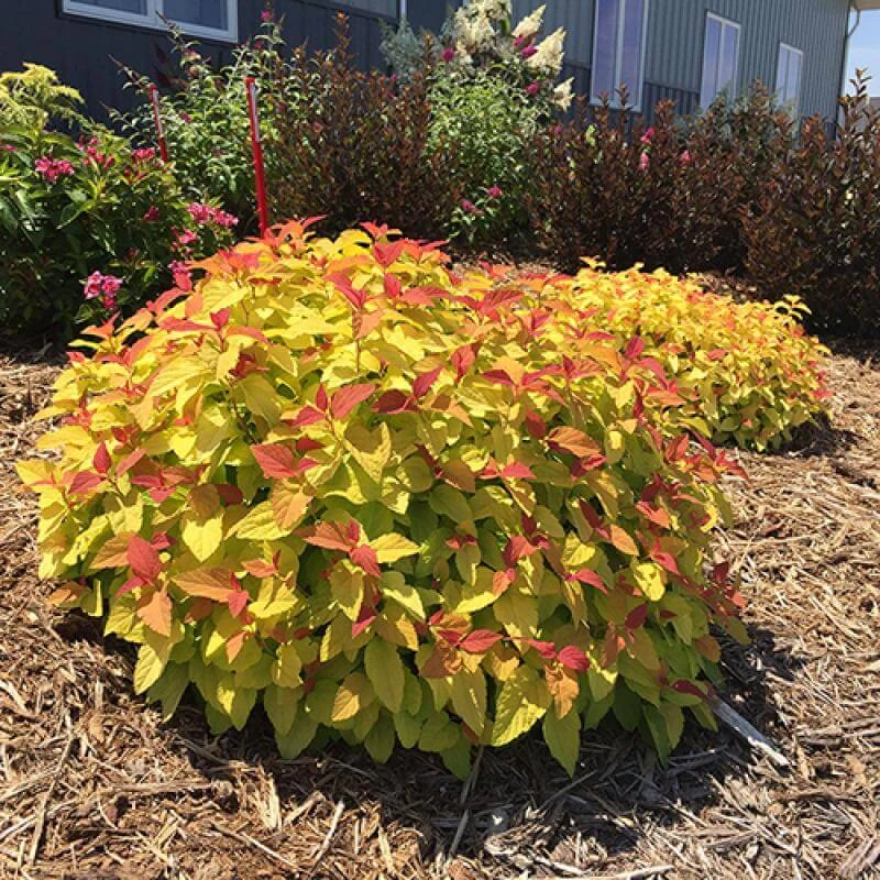 Double Play® Candy Corn® Spirea 3 Double Play® Candy Corn® Spirea