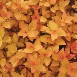 Double Play® Candy Corn® Spirea 9 Double Play® Candy Corn® Spirea -Plant Series spiraea double play candy corn 3 sw