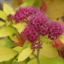 Double Play® Candy Corn® Spirea 10 Double Play® Candy Corn® Spirea -Plant Series spiraea double play candy corn 4 sw