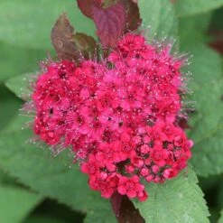 Double Play Doozie® Reblooming Spirea 8 Double Play Doozie® Reblooming Spirea -Plant Series spiraea double play doozie 2 sw