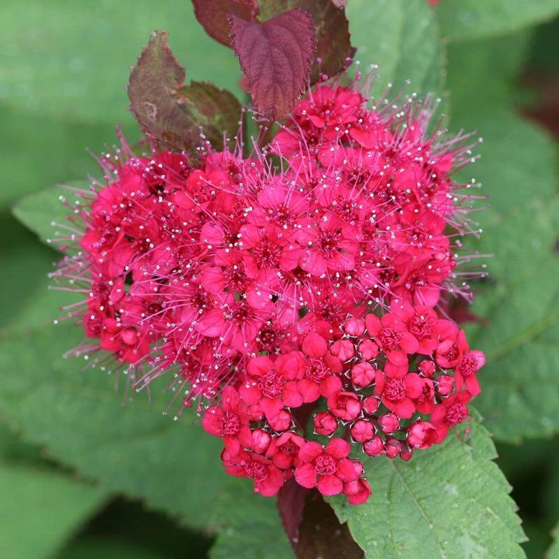 Double Play Doozie® Reblooming Spirea 4 Double Play Doozie® Reblooming Spirea - Image 2