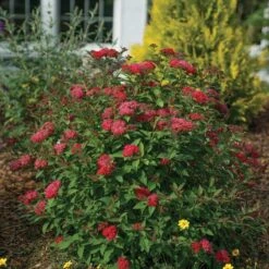 Double Play Doozie® Reblooming Spirea 9 Double Play Doozie® Reblooming Spirea -Plant Series spiraea double play doozie 3 sw