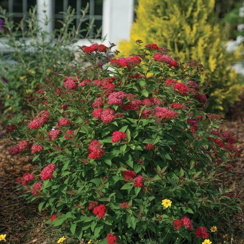 Double Play Doozie® Reblooming Spirea 5 Double Play Doozie® Reblooming Spirea - Image 3